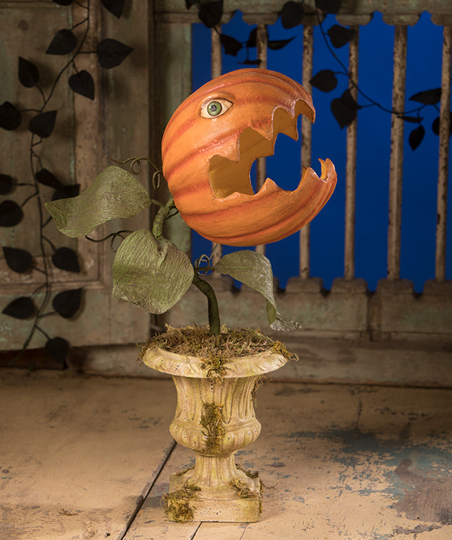 Prickly Pumpkin Plant